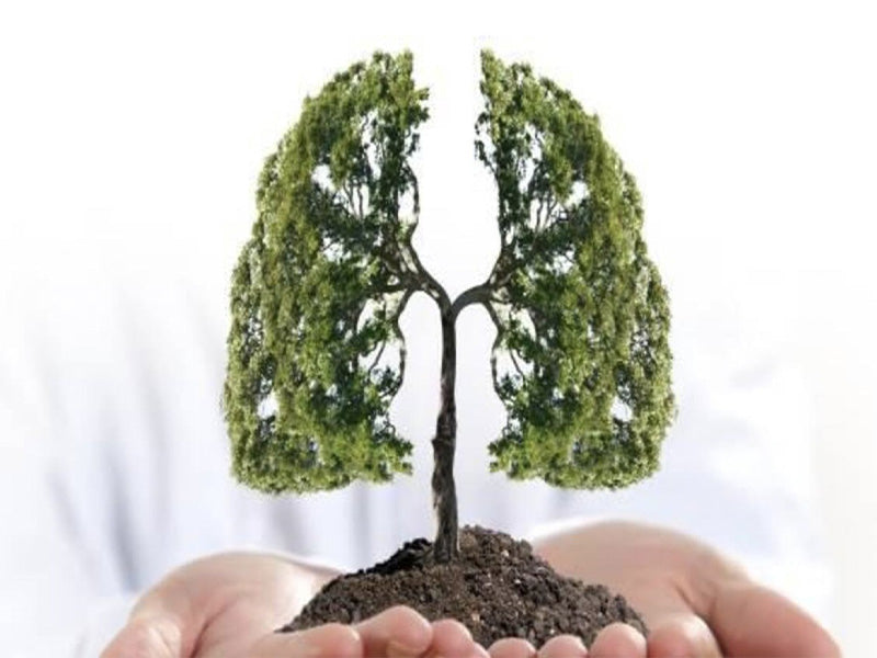 HBKU Press Publishes Study about Real-Time Air Pollution in Education City by Weill Cornell Medicine-Qatar (WCM-Q)